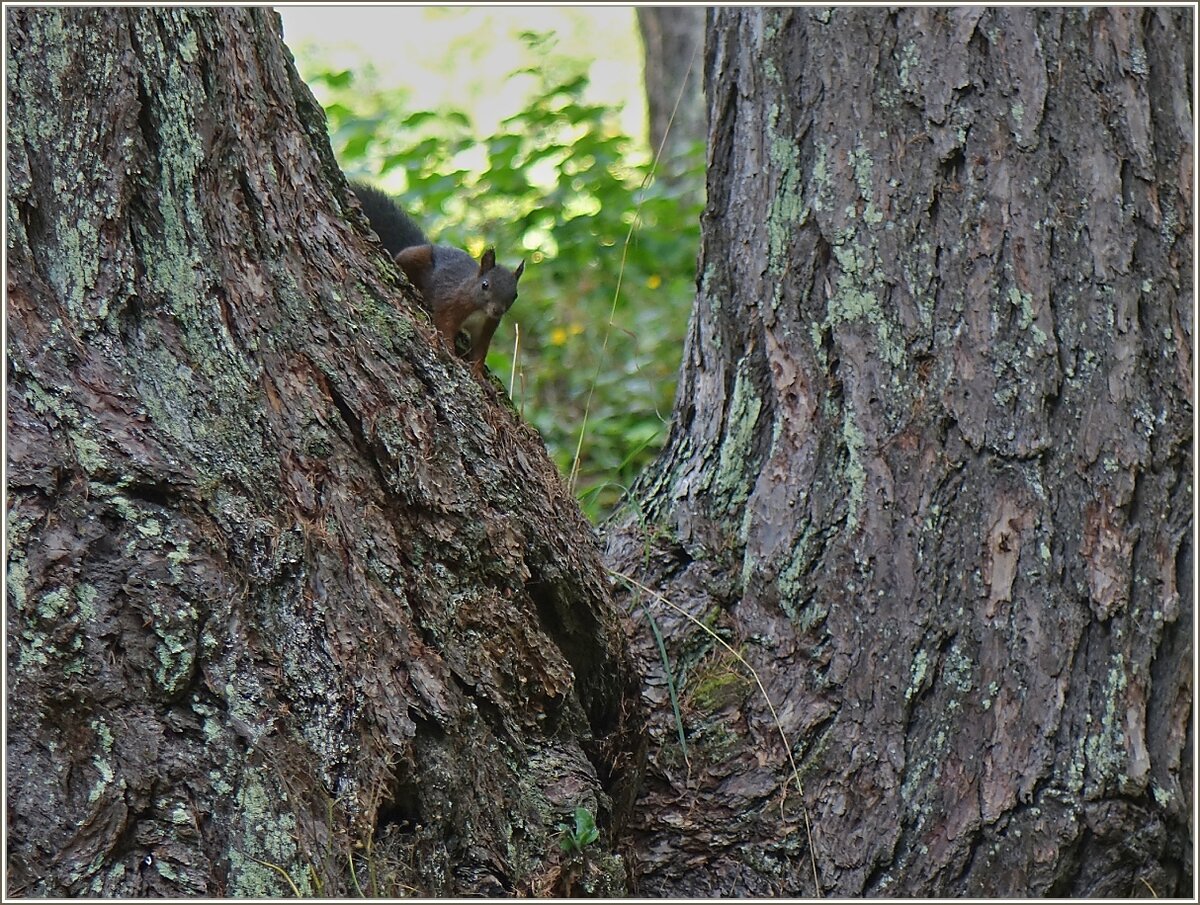 Ein Eichhörnchen beobachtet die Kamera und uns ganz genau, schwupp schon war es wieder weg.
(29.09.2021)