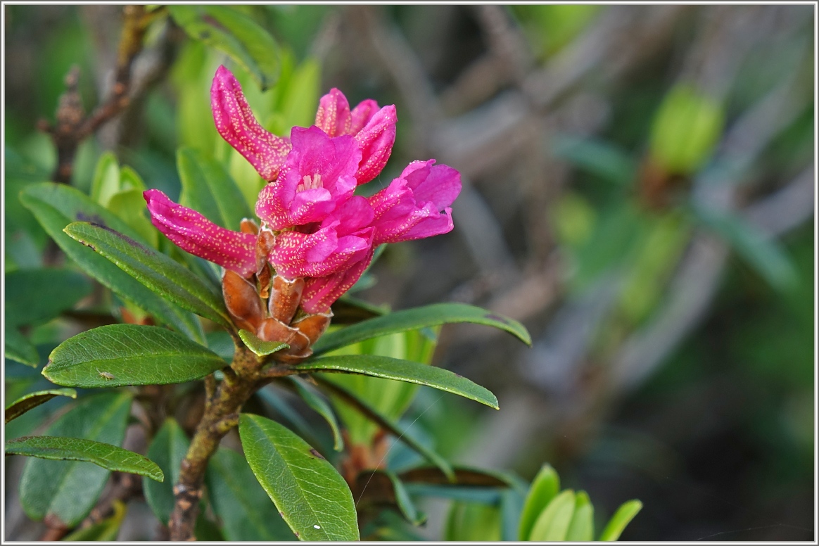 Eine Alpenrose 
(06.07.2016)