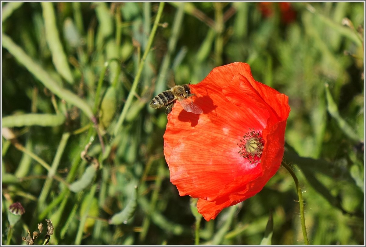 Eine Biene fliegt auf eine Mohnblume zu.
(19.05.2018)