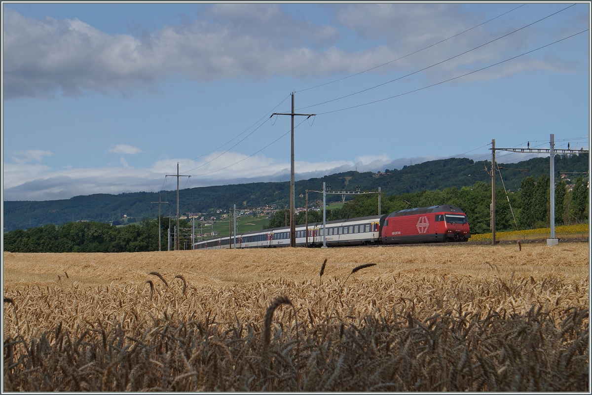 Eine SBB Re 460 mit ihrem IR 1815 von Genève Aéroport nach Brig kurz vor Allaman.
8. Juli 2015
