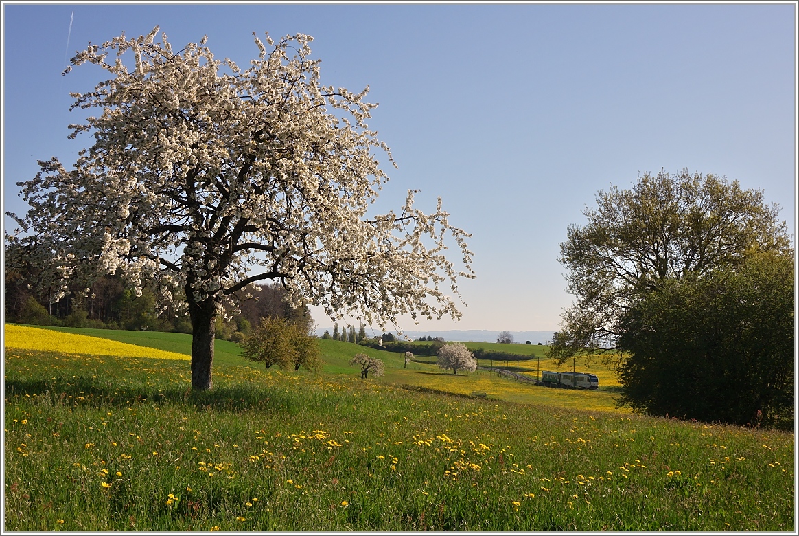 Frühling bei der BAM MBC: Zwischen blühenden Bäumen, Rapsfeldern und grünen Wiesen strebt der Regionalzug 421 seinem nahen Ziel Apples zu.
14. April 2017