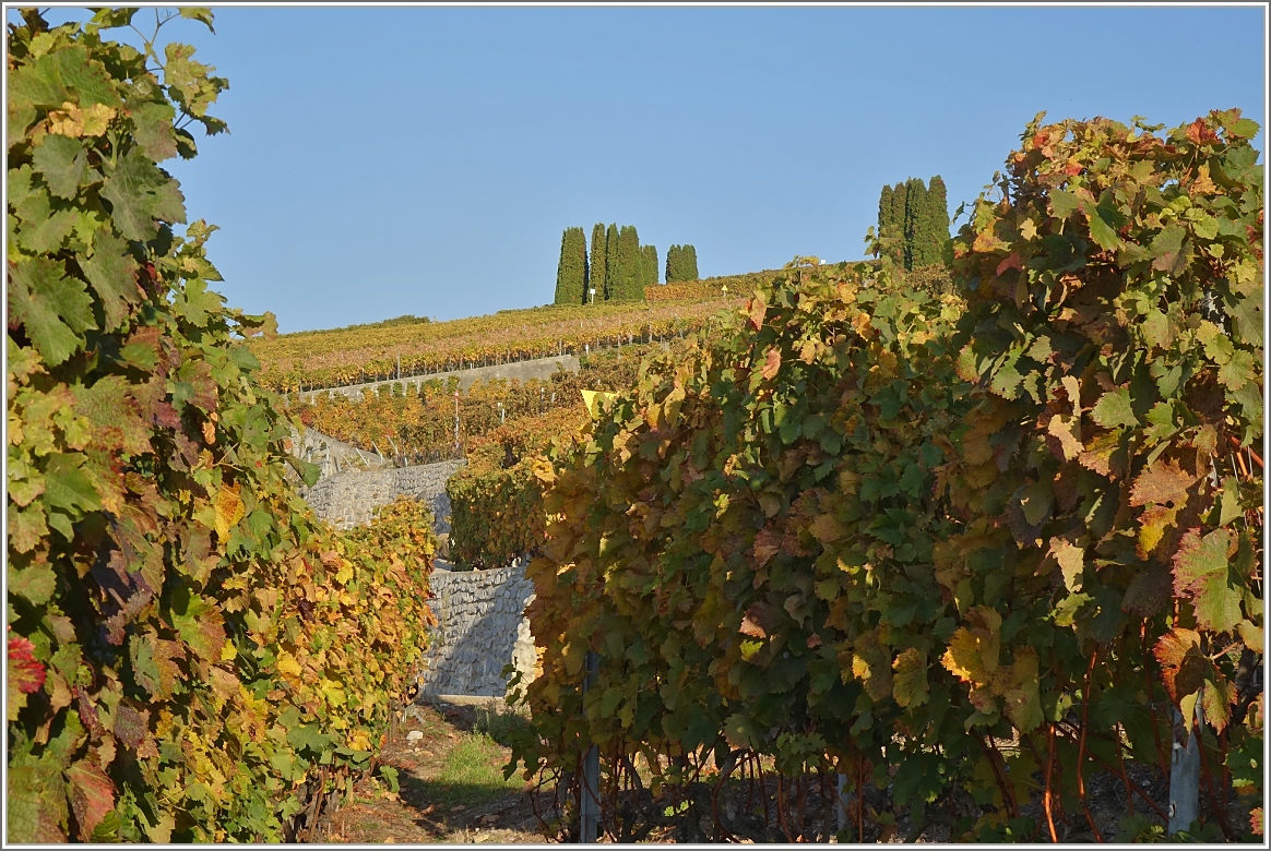 Herbststimmung im Lavaux
(18.10.2017)