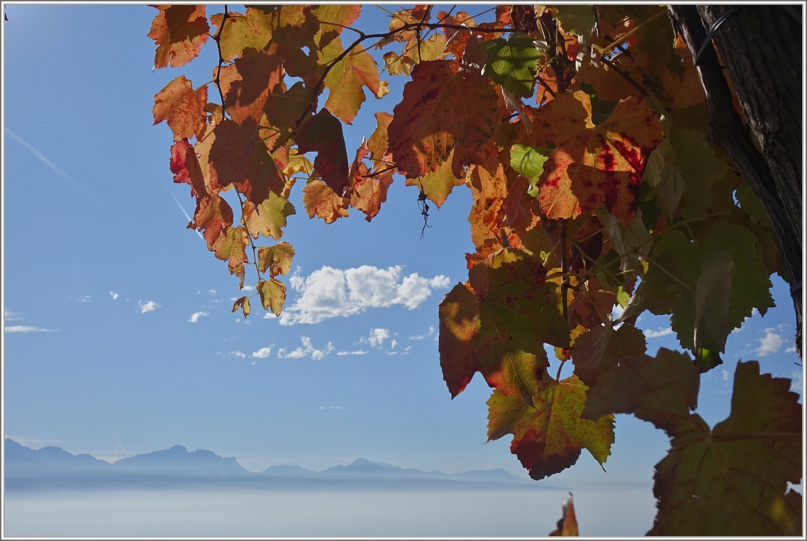 Herbstzeit
(26.10.2017)