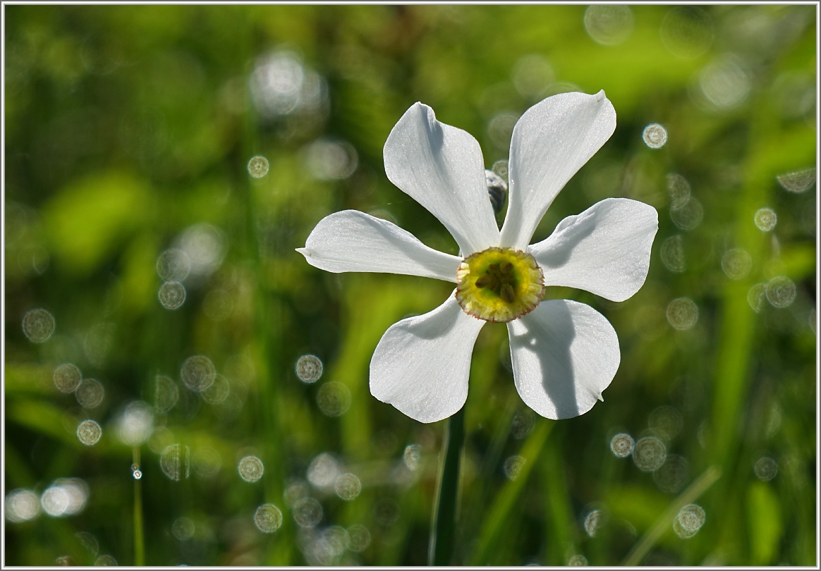 Narzissenblüte im Licht der Morgensonne.
(10.06.2016)