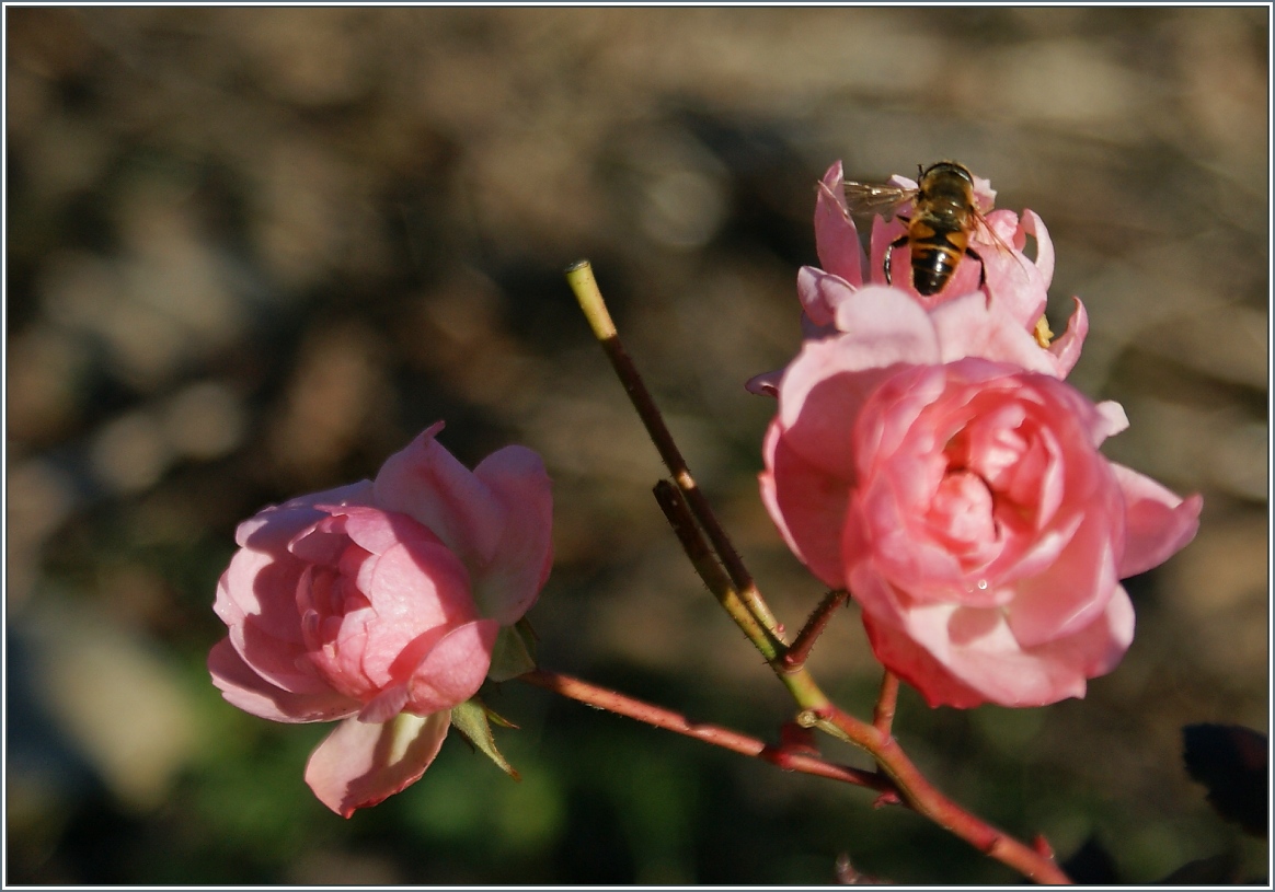 Rosen blühen, Bienen fliegen an einem beinahe frühlingshaften Tag dem 01.Januar 2014!