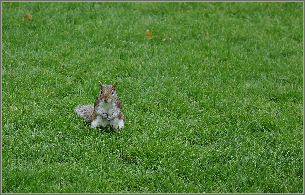 Sie sieht man in den Parks von London: Eichhörnchen.
(22.05.2014) 