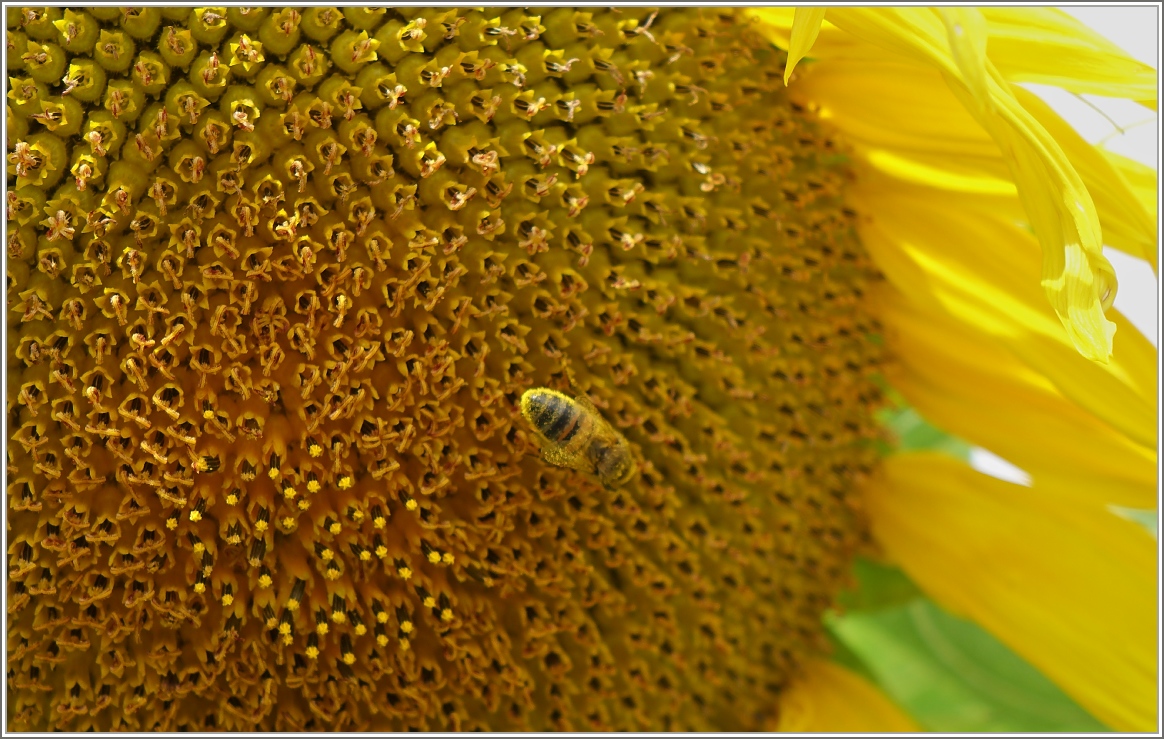 Vor lauter Blütenstaub sieht man die Biene kaum noch.
(05.07.2014)