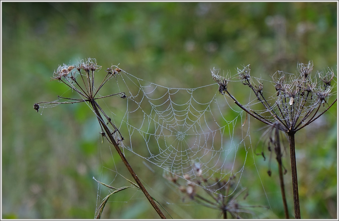 Wassertropfen unterstreichen das Kunstwerk  Spinnennetz .
05.09.2014)