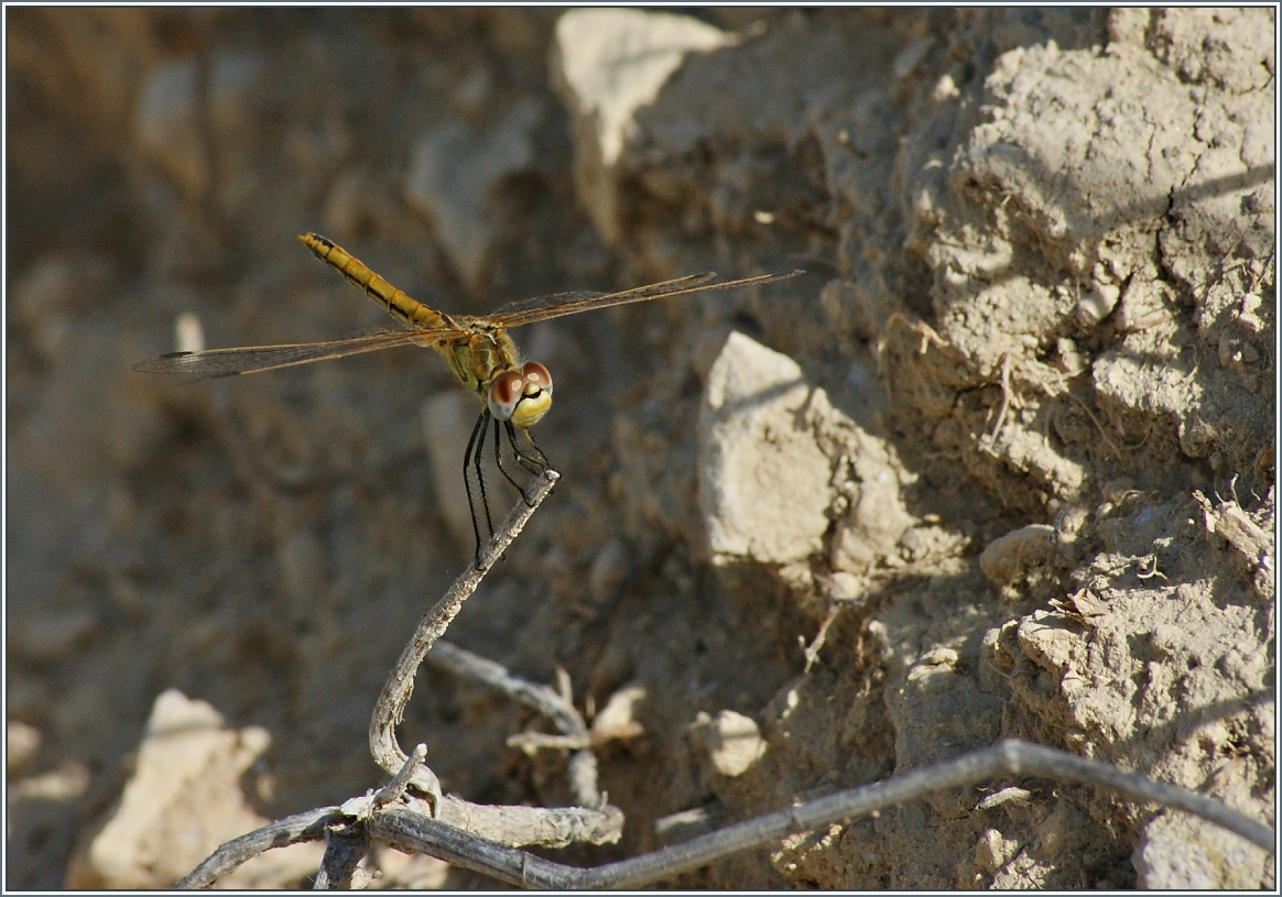 Zur Freude der Fotografin legte diese Libelle eine Flugpause ein.
(29.0.9.2013)
