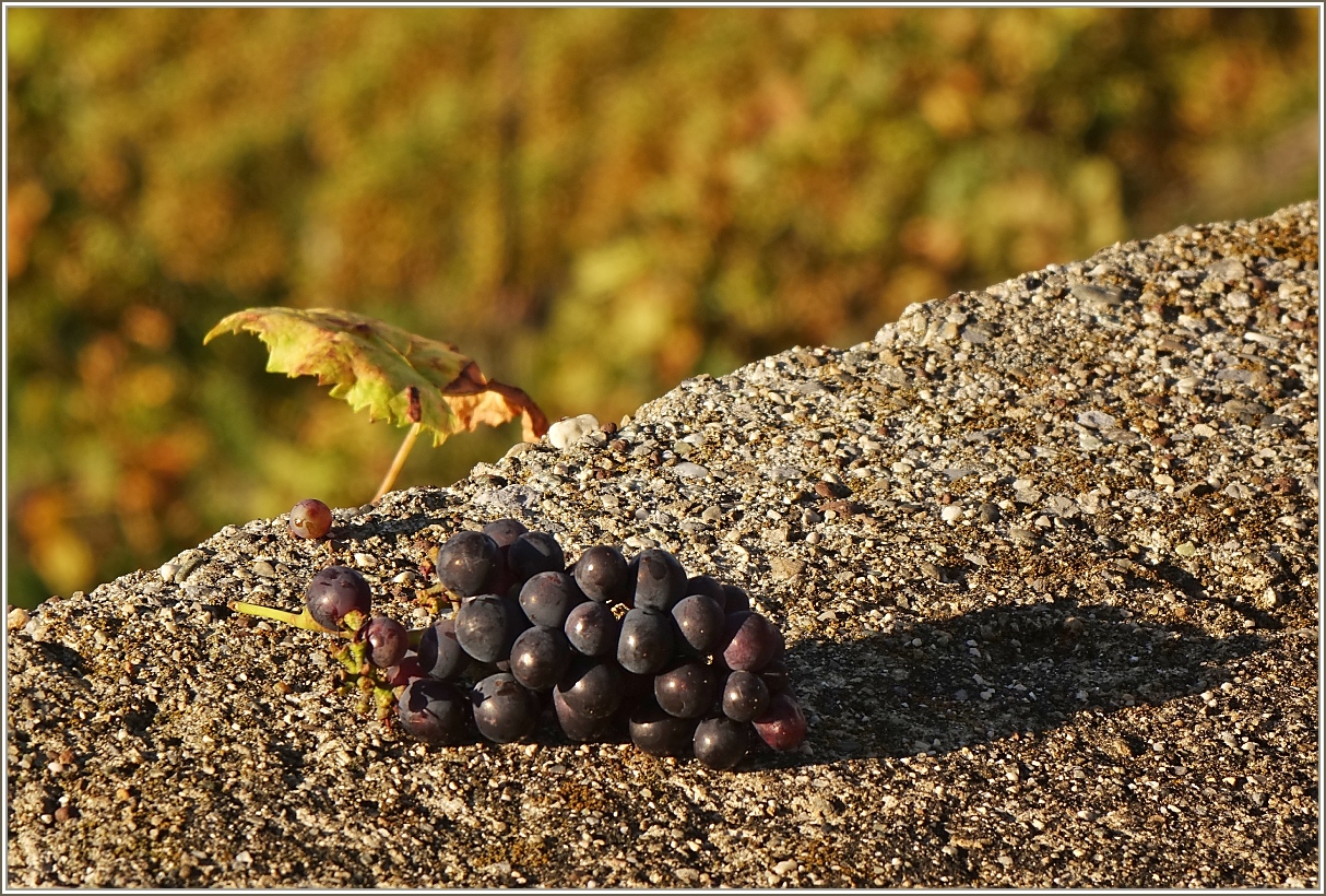 Die letzten Trauben nach der Weinlese.
(25.10.2022)