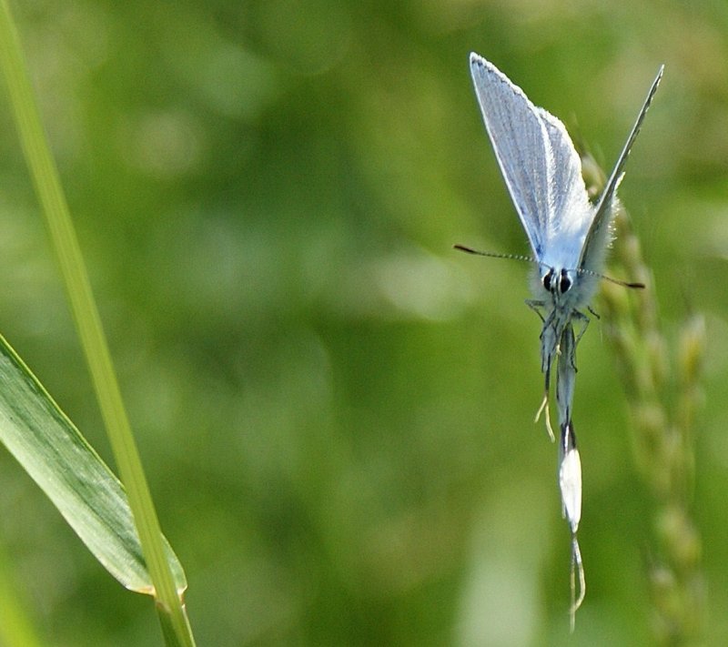 Schmetterling in Blau.
(Mai 2009)