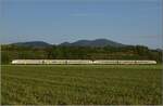 Das typisch gelbe Abendlicht im Markgräflerland begleitet 463 023 und 463 003 auf seiner Fahrt nach Freiburg.