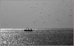 Ein Schwarm von Mwen folgt dem heimgekehrenden Fischerboot.