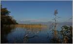 Genferseeregion/463818/im-naturschutzgebiet-grangettes--im-hintergrund Im Naturschutzgebiet Grangettes . Im Hintergrund ist der Mont-Pelerin zu sehen.
(23.10.2015)