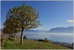 Genferseeregion/586273/ausblick-von-grandvaux-auf-den-genfersee Ausblick von Grandvaux auf den Genfersee und die Waadtländer Alpen.
(26.10.2017)