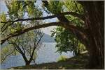 Bäume sorgen für den nötigen Sonnenschutz am Lago Maggiore.
(26.4.2023)