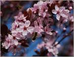 Bunte Frühlingsblüten locken die Bienen mit ihrem Duft.
(01.04.2011)
