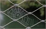 Ein Spinnennetz im Herbst.