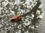 Herbst/4018/ein-herbstblatt-in-einer-regenpfueze-es Ein Herbstblatt in einer Regenpfze. Es sieht so aus als wollte es noch ein bischen Wasser aufnehmen um sein von der Natur vorgegebens Ende ein wenig herauszuzgern.  
(November 2008)