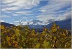 Ein Herbstag in der Weinregion Chablais: Die Weinreben schon gelb verfärbt und der Dents-de-Midi ist schon Schnee bedeckt. 
( 27.10.2020)