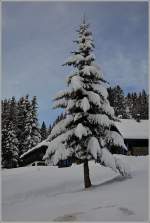 Der Schnee ist der Schmuck des Tannenbaums und hebt seine Schönheit hervor.