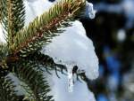 Ein vielbewunderter Baumschmuck im diesjhrigen Winter: Eistropfen bzw.Eiszapfen.