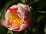 Blumen/130854/sie-ist-die-botschafterin-des-fruehlings Sie ist die Botschafterin des Frhlings, die Kamelienblte.
(23.03.2011)