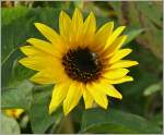 Whrend die Sonnenblume die Sonne geniesst, erhlt sie Besuch von einer Biene.