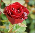 Blumen/202228/eine-rose-mit-wassertropfen12062012 Eine Rose mit Wassertropfen.
(12.06.2012)