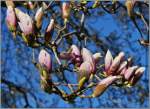 Blumen/255360/und-er-kommt-doch-zarte-fruehlingsboten Und er kommt doch: zarte Frhlingsboten sind im Tessin zu finden, wie diese Mangolien.
(19.03.2013)