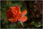 Blühende Rose im Oktober  (17.10.2014)