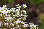 Blumen/426525/-der-rasen-steinbrech-saxifraga-rosacea-wird . Der Rasen-Steinbrech (Saxifraga rosacea) wird auch gerne als 'Dsespoir du Peintre' bezeichnet. 07.05.2015 (Jeanny)