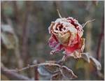 Rosen können auch im Winter bezaubern.