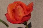 . Regentropfen verzaubern die Rose in unserem Garten. 31.05.2018 (Jeanny)