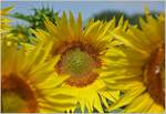 Sonnenblumen. Eine etwas andere Aufnahme.
(04.07.2022)