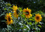 Sonnenblume in unserem Garten.
Heier kann man erkennen das es ein Mythos ist dass sich die Blühten mit der Sonne drehen. 
Herdorf am 24.08.2023