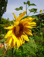 Eine der vielen prächtig blühenden Sonnenblume in unserem Garten.