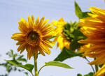Eine der vielen Sonnenblume in unserem Garten, es gibt auch kleine Blühten.
Herdorf am 24.08.2023