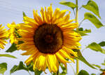 Eine der vielen prächtig blühenden Sonnenblume in unserem Garten.