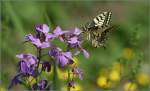 Insekten/347025/ein-schmetterling-im-valle-vigezzo-10 Ein Schmetterling im Valle Vigezzo. 
10. Juni 2014