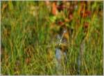 Eine Libelle im Hochmoor bei Lally.
(27.08.2014)