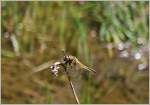 Insekten/433413/eine-libelle-im-hochmoor-vom-les Eine Libelle im Hochmoor vom Les Pleiades.
(02.06.2015)