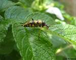 Insekten/81469/insekt-auf-einem-busch--was Insekt auf einem Busch , was das fr ein Insekt ist weis ich selber auch nicht