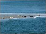 Andere Lnder - andere Tiere. Die Fhre nach Wangerooge bot mir die Gelegenheit, Seehunde auf einer Sandbank zu fotografieren. Bis bald... 07.05.2012 (Jeanny)