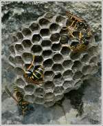 Fleissig arbeiten die Wespen an ihrem Bau.