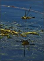 Tiere in der Natur/279685/eine-libelle-segellibelle-im-flug02072013 Eine Libelle (Segellibelle) im Flug
(02.07.2013)