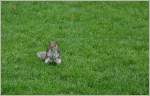 Tiere in der Natur/352418/sie-sieht-man-in-den-parks Sie sieht man in den Parks von London: Eichhörnchen.
(22.05.2014) 