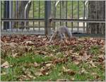 Ein Eichhörnchen im Parco Valentino auf dem Sprung  (09.03.2016)
