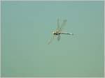 Der Versuch eine Libelle im Flug zu fotografieren.
