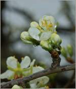 Blüten eines Pflaumenbaumes.
(05.04.2012)